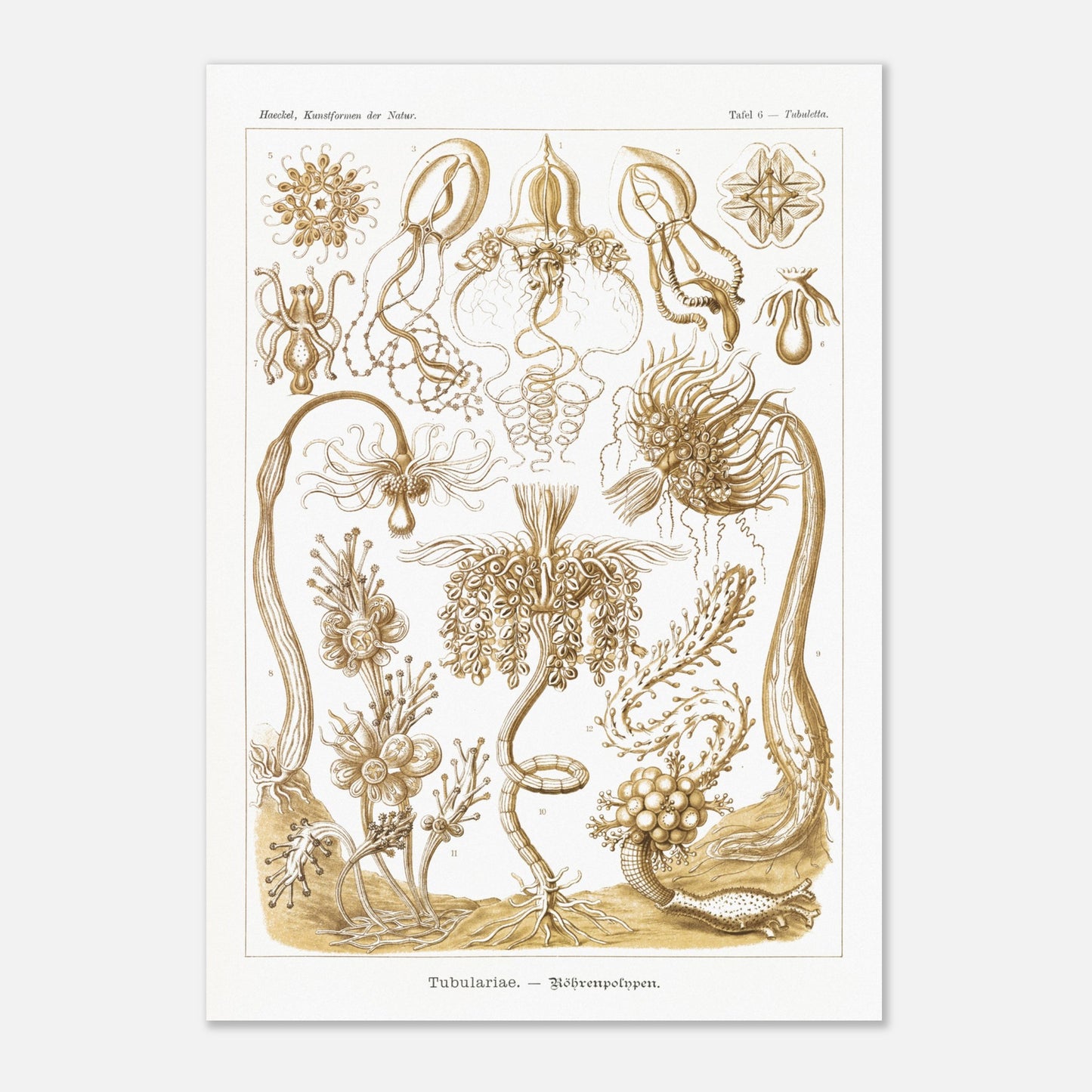 Planche ancienne Polypes tubulaires - Ernst Haeckel (59,4x84,1 cm (A1)). Reproduction d'art scientifique du XIXe siècle illustrant des Tubulariae (polypes tubulaires), montrant diverses structures coloniales et individuelles avec des tentacules.