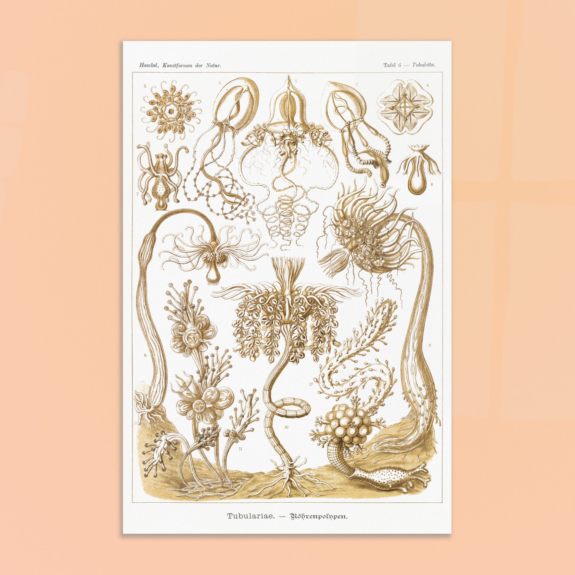 Planche ancienne Polypes tubulaires - Ernst Haeckel. Reproduction d'art scientifique du XIXe siècle illustrant des Tubulariae (polypes tubulaires), montrant diverses structures coloniales et individuelles avec des tentacules. Image d'illustration 8