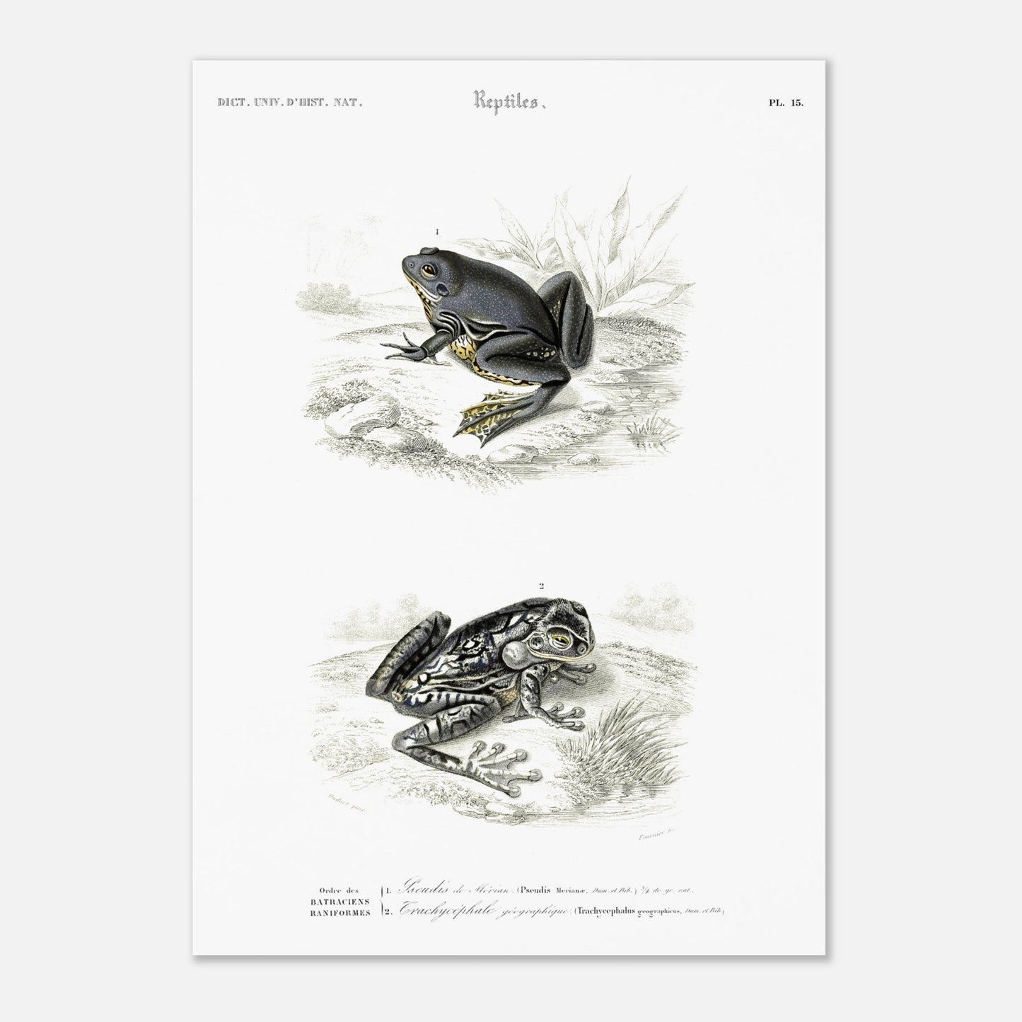 Planche herpétologique ancienne : Pseudis de Mérian et Trachycéphale (29,7x42 cm (A3)). Planche herpétologique du Dictionnaire Universel d'Histoire Naturelle de Charles d'Orbigny illustrant un Pseudis de Mérian et un Trachycéphale géographique, avec des descriptions scientifiques.