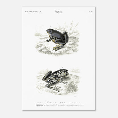 Planche herpétologique ancienne : Pseudis de Mérian et Trachycéphale (29,7x42 cm (A3)). Planche herpétologique du Dictionnaire Universel d'Histoire Naturelle de Charles d'Orbigny illustrant un Pseudis de Mérian et un Trachycéphale géographique, avec des descriptions scientifiques.