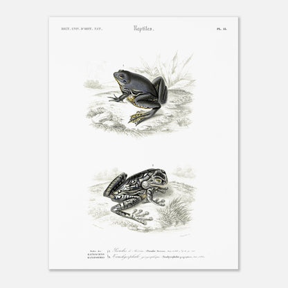 Planche herpétologique ancienne : Pseudis de Mérian et Trachycéphale (30x40 cm). Planche herpétologique du Dictionnaire Universel d'Histoire Naturelle de Charles d'Orbigny illustrant un Pseudis de Mérian et un Trachycéphale géographique, avec des descriptions scientifiques.