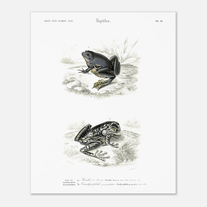 Planche herpétologique ancienne : Pseudis de Mérian et Trachycéphale (40x50 cm). Planche herpétologique du Dictionnaire Universel d'Histoire Naturelle de Charles d'Orbigny illustrant un Pseudis de Mérian et un Trachycéphale géographique, avec des descriptions scientifiques.