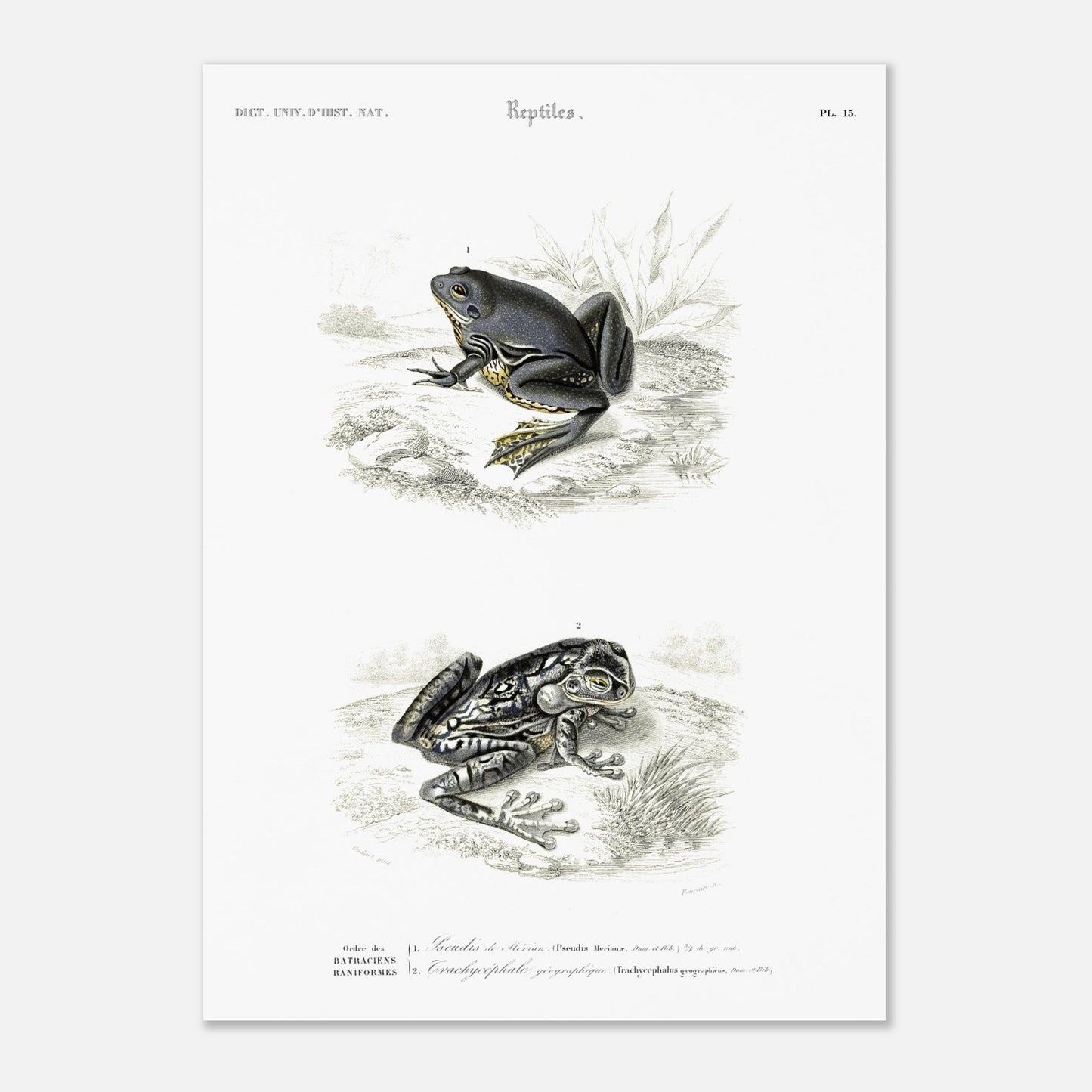Planche herpétologique ancienne : Pseudis de Mérian et Trachycéphale (50x70 cm). Planche herpétologique du Dictionnaire Universel d'Histoire Naturelle de Charles d'Orbigny illustrant un Pseudis de Mérian et un Trachycéphale géographique, avec des descriptions scientifiques.