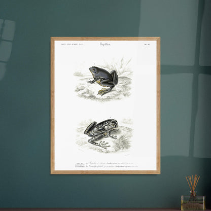 Planche herpétologique ancienne : Pseudis de Mérian et Trachycéphale. Planche herpétologique du Dictionnaire Universel d'Histoire Naturelle de Charles d'Orbigny illustrant un Pseudis de Mérian et un Trachycéphale géographique, avec des descriptions scientifiques. Image d'illustration 6