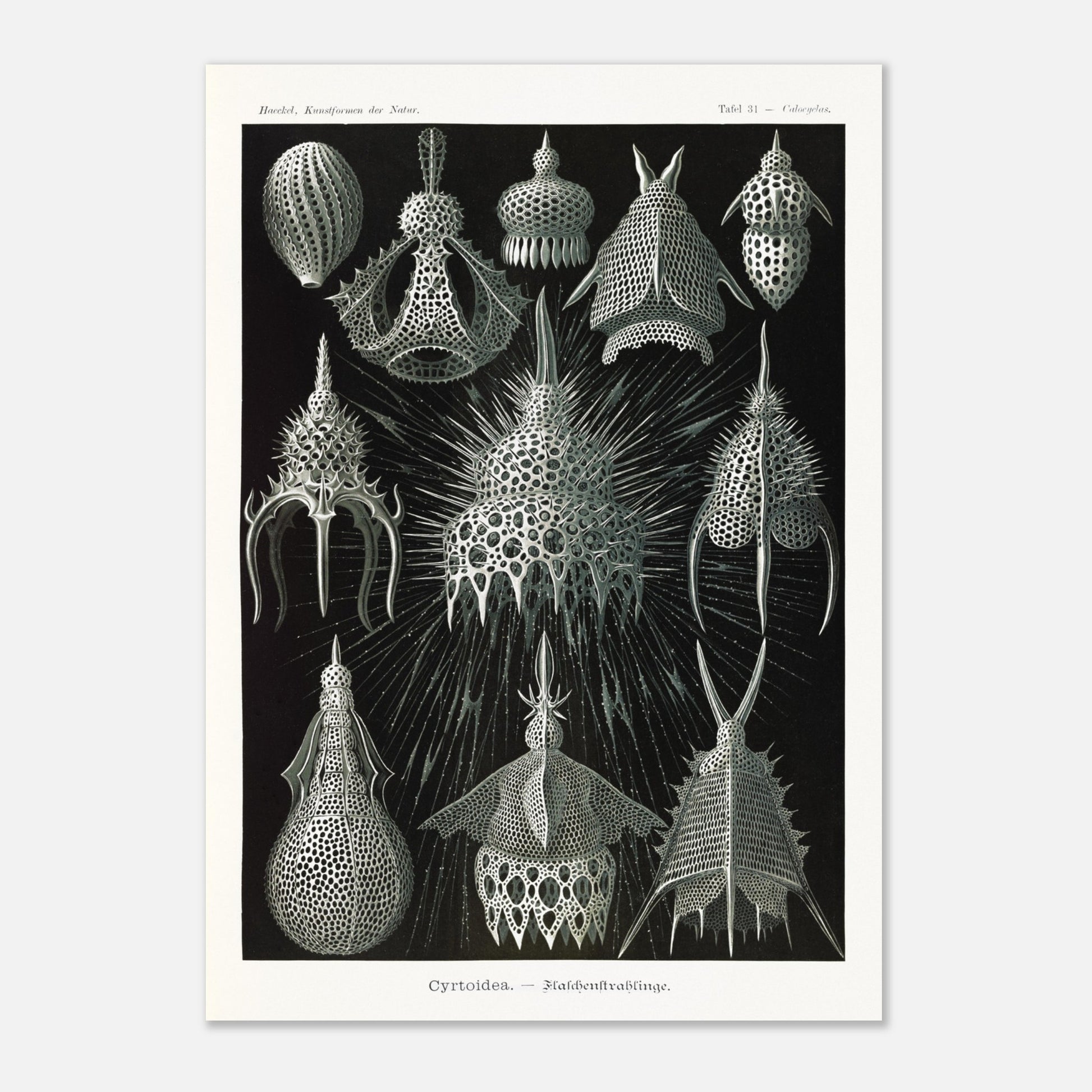 Planche ancienne Radiolaires (Cyrtodea) - Ernst Haeckel (29,7x42 cm (A3)). Lithographie d'Ernst Haeckel montrant diverses formes de radiolaires (Cyrtodea) sur fond noir, en teintes monochromes.