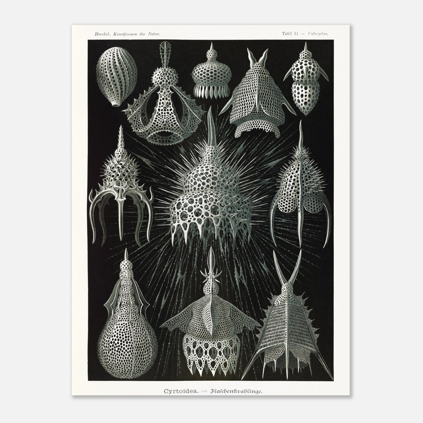 Planche ancienne Radiolaires (Cyrtodea) - Ernst Haeckel (30x40 cm). Lithographie d'Ernst Haeckel montrant diverses formes de radiolaires (Cyrtodea) sur fond noir, en teintes monochromes.