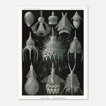 Planche ancienne Radiolaires (Cyrtodea) - Ernst Haeckel (30x40 cm). Lithographie d'Ernst Haeckel montrant diverses formes de radiolaires (Cyrtodea) sur fond noir, en teintes monochromes.