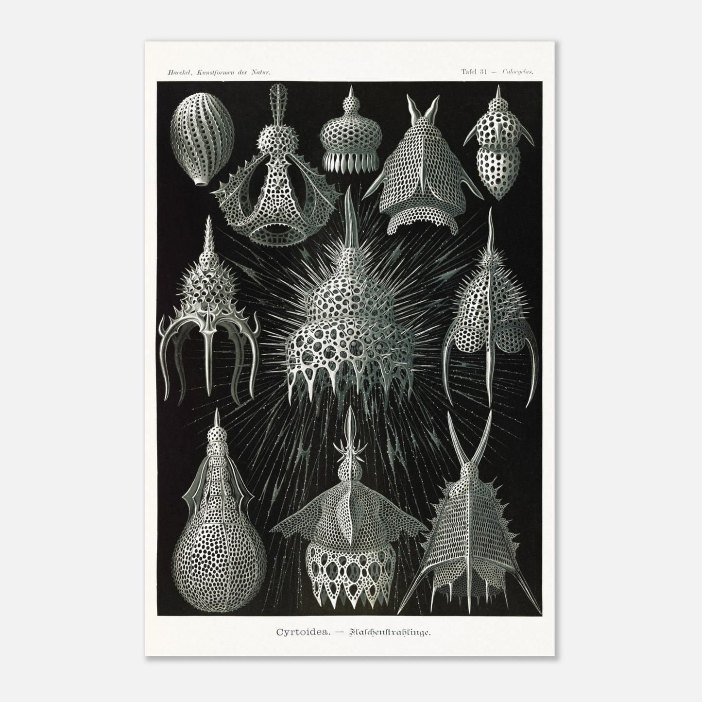 Planche ancienne Radiolaires (Cyrtodea) - Ernst Haeckel (40x60 cm). Lithographie d'Ernst Haeckel montrant diverses formes de radiolaires (Cyrtodea) sur fond noir, en teintes monochromes.