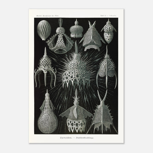 Planche ancienne Radiolaires (Cyrtodea) - Ernst Haeckel (42x59,4 cm (A2)). Lithographie d'Ernst Haeckel montrant diverses formes de radiolaires (Cyrtodea) sur fond noir, en teintes monochromes.
