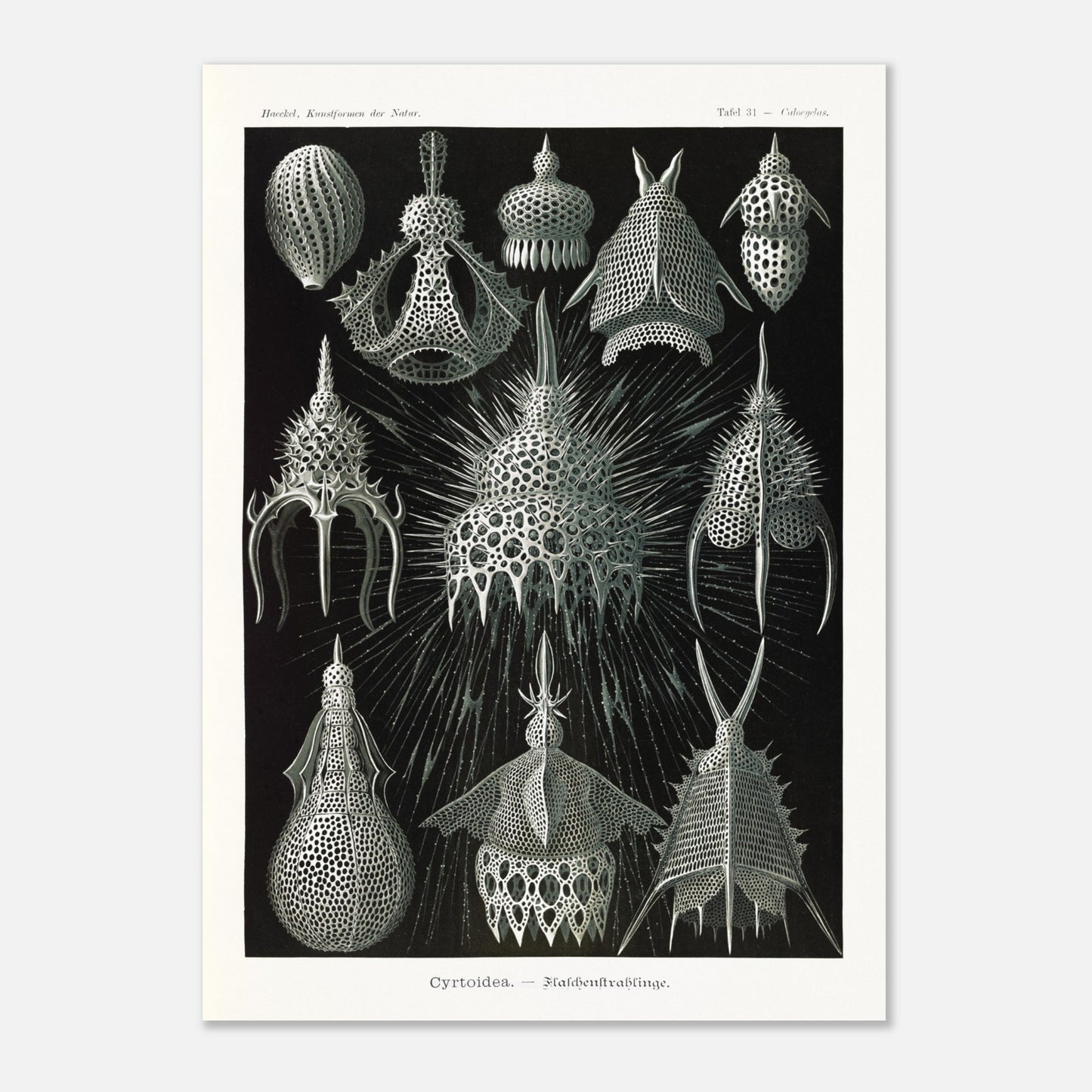 Planche ancienne Radiolaires (Cyrtodea) - Ernst Haeckel (50x70 cm). Lithographie d'Ernst Haeckel montrant diverses formes de radiolaires (Cyrtodea) sur fond noir, en teintes monochromes.