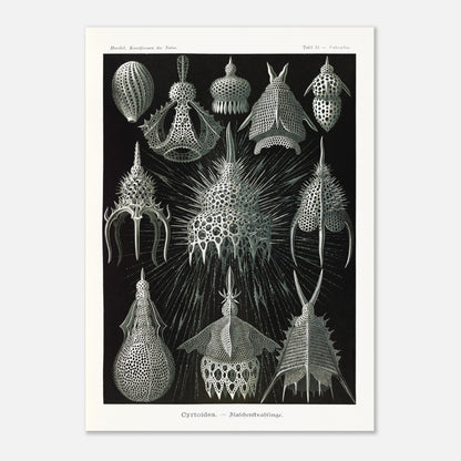 Planche ancienne Radiolaires (Cyrtodea) - Ernst Haeckel (50x70 cm). Lithographie d'Ernst Haeckel montrant diverses formes de radiolaires (Cyrtodea) sur fond noir, en teintes monochromes.