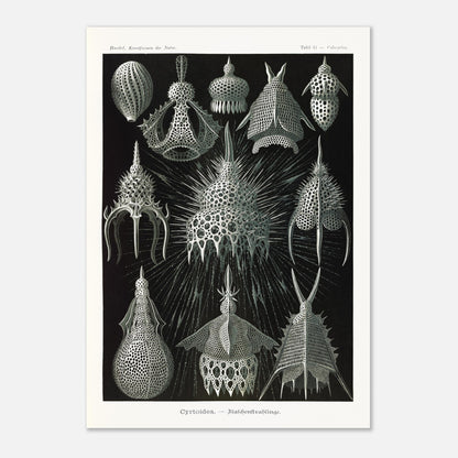 Planche ancienne Radiolaires (Cyrtodea) - Ernst Haeckel (59,4x84,1 cm (A1)). Lithographie d'Ernst Haeckel montrant diverses formes de radiolaires (Cyrtodea) sur fond noir, en teintes monochromes.