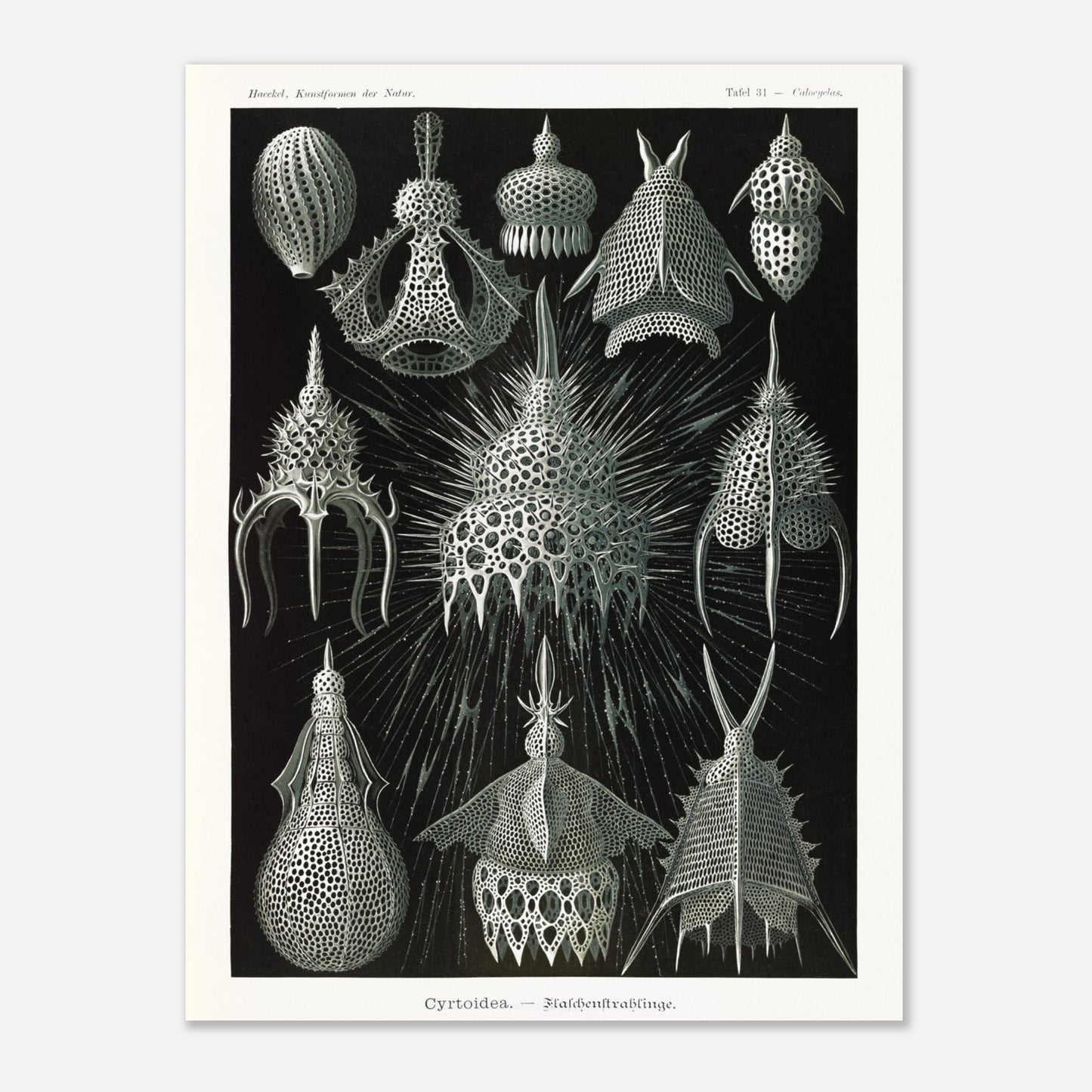 Planche ancienne Radiolaires (Cyrtodea) - Ernst Haeckel (60x80 cm). Lithographie d'Ernst Haeckel montrant diverses formes de radiolaires (Cyrtodea) sur fond noir, en teintes monochromes.