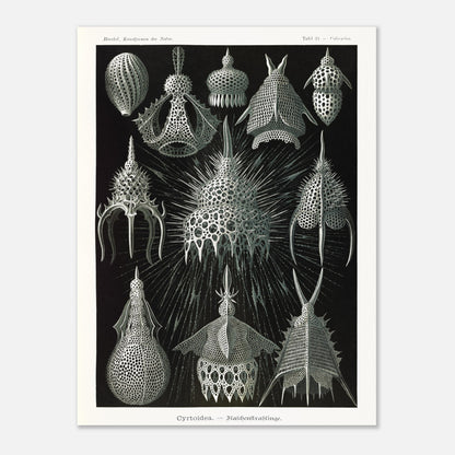 Planche ancienne Radiolaires (Cyrtodea) - Ernst Haeckel (60x80 cm). Lithographie d'Ernst Haeckel montrant diverses formes de radiolaires (Cyrtodea) sur fond noir, en teintes monochromes.