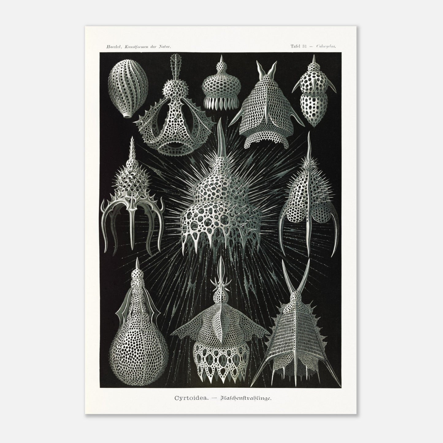 Planche ancienne Radiolaires (Cyrtodea) - Ernst Haeckel (70x100 cm). Lithographie d'Ernst Haeckel montrant diverses formes de radiolaires (Cyrtodea) sur fond noir, en teintes monochromes.