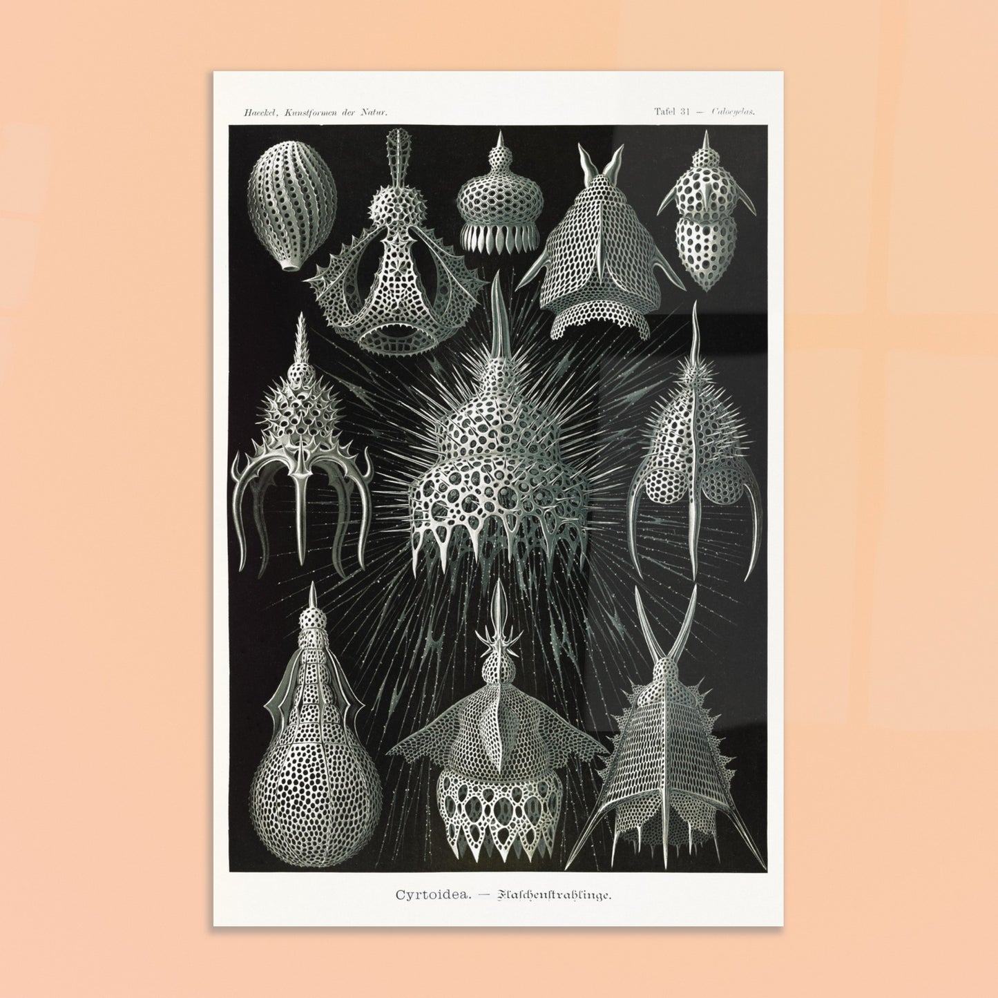 Planche ancienne Radiolaires (Cyrtodea) - Ernst Haeckel. Lithographie d'Ernst Haeckel montrant diverses formes de radiolaires (Cyrtodea) sur fond noir, en teintes monochromes. Image d'illustration 8