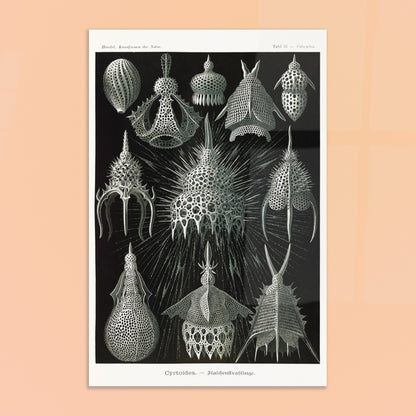 Planche ancienne Radiolaires (Cyrtodea) - Ernst Haeckel. Lithographie d'Ernst Haeckel montrant diverses formes de radiolaires (Cyrtodea) sur fond noir, en teintes monochromes. Image d'illustration 8
