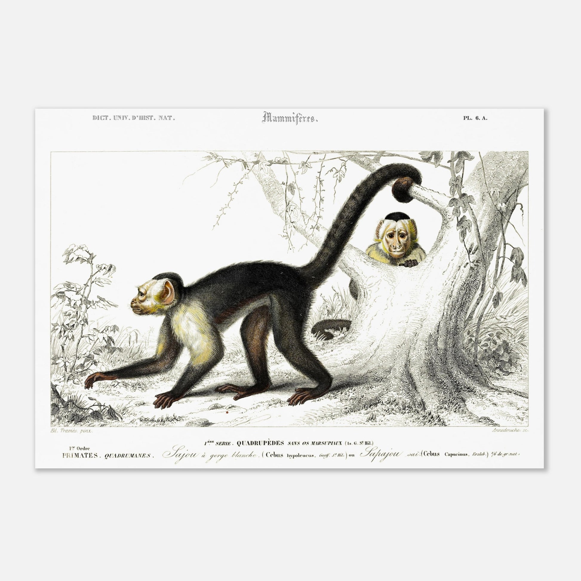 Planche naturaliste ancienne du Sapajou à gorge blanche par d'Orbigny (29,7x42 cm (A3)). Illustration naturaliste d'un Sapajou à gorge blanche accroché à un tronc d'arbre, avec un autre Sapajou se cachant dans un creux.