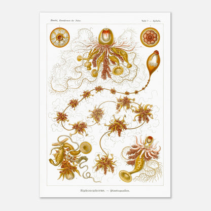 Planche ancienne Siphonophores - Ernst Haeckel (29,7x42 cm (A3)). Illustration scientifique du XIXe siècle de Siphonophores, montrant une colonie complexe de méduses flottantes avec différentes formes et structures, reliées entre elles.
