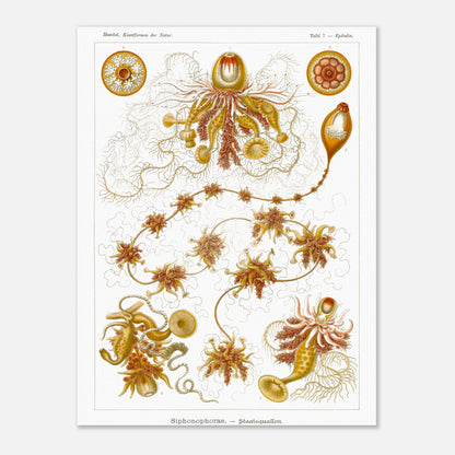 Planche ancienne Siphonophores - Ernst Haeckel (30x40 cm). Illustration scientifique du XIXe siècle de Siphonophores, montrant une colonie complexe de méduses flottantes avec différentes formes et structures, reliées entre elles.
