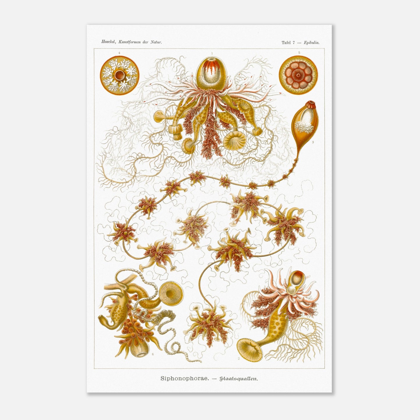 Planche ancienne Siphonophores - Ernst Haeckel (40x60 cm). Illustration scientifique du XIXe siècle de Siphonophores, montrant une colonie complexe de méduses flottantes avec différentes formes et structures, reliées entre elles.