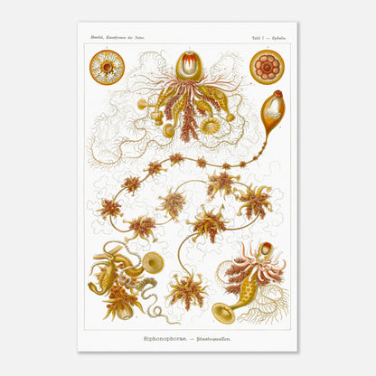 Planche ancienne Siphonophores - Ernst Haeckel (40x60 cm). Illustration scientifique du XIXe siècle de Siphonophores, montrant une colonie complexe de méduses flottantes avec différentes formes et structures, reliées entre elles.