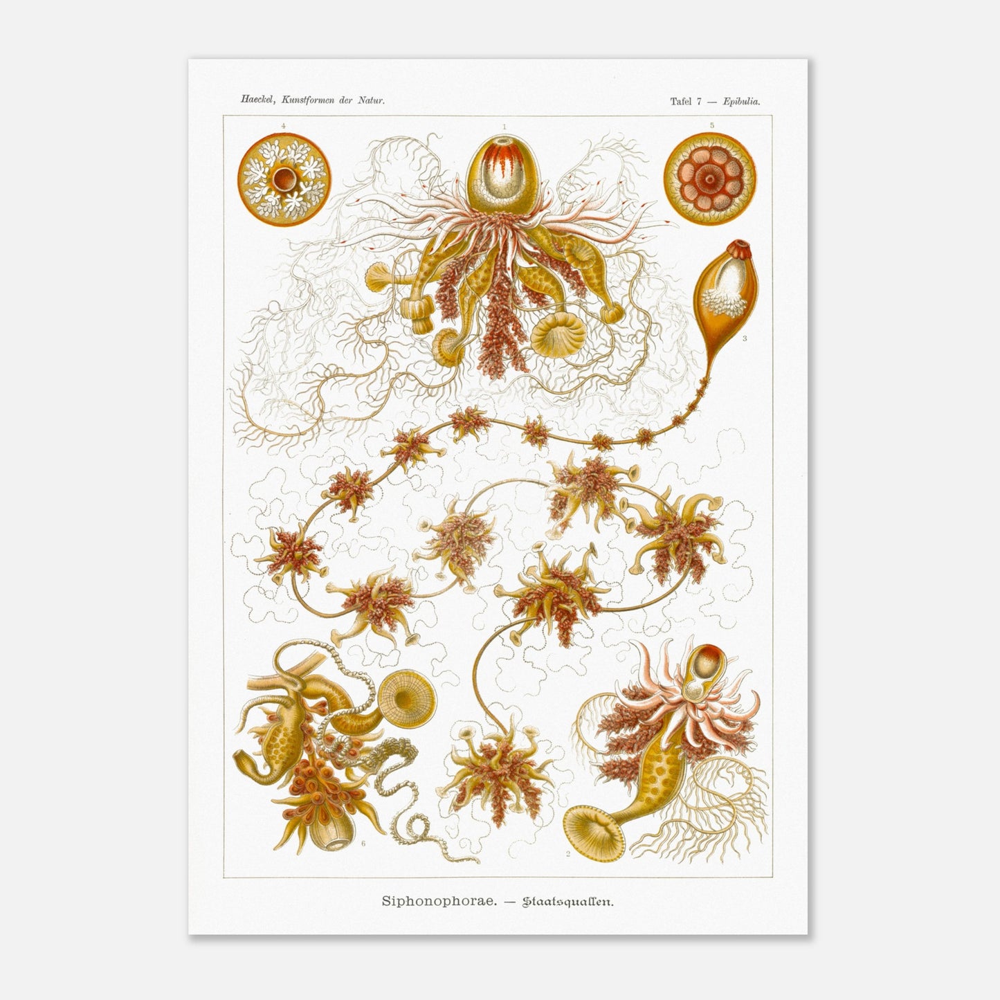Planche ancienne Siphonophores - Ernst Haeckel (42x59,4 cm (A2)). Illustration scientifique du XIXe siècle de Siphonophores, montrant une colonie complexe de méduses flottantes avec différentes formes et structures, reliées entre elles.