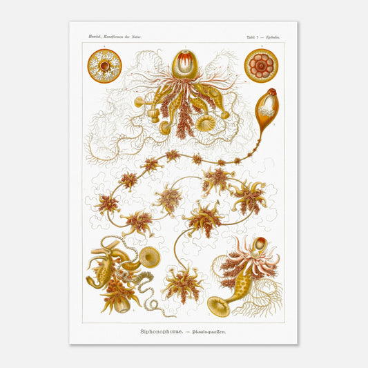 Planche ancienne Siphonophores - Ernst Haeckel (42x59,4 cm (A2)). Illustration scientifique du XIXe siècle de Siphonophores, montrant une colonie complexe de méduses flottantes avec différentes formes et structures, reliées entre elles.