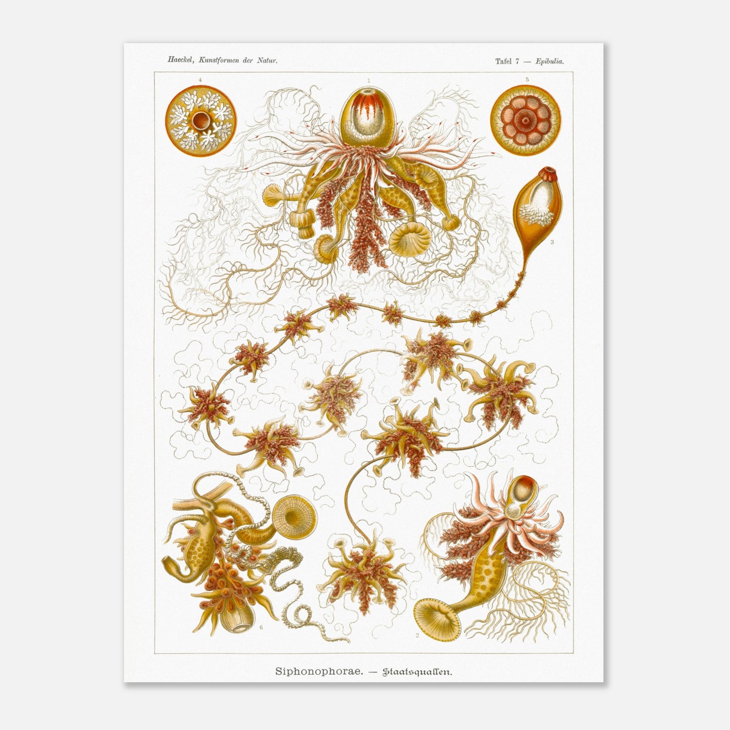 Planche ancienne Siphonophores - Ernst Haeckel (60x80 cm). Illustration scientifique du XIXe siècle de Siphonophores, montrant une colonie complexe de méduses flottantes avec différentes formes et structures, reliées entre elles.
