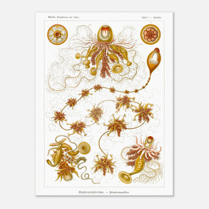 Planche ancienne Siphonophores - Ernst Haeckel (60x80 cm). Illustration scientifique du XIXe siècle de Siphonophores, montrant une colonie complexe de méduses flottantes avec différentes formes et structures, reliées entre elles.