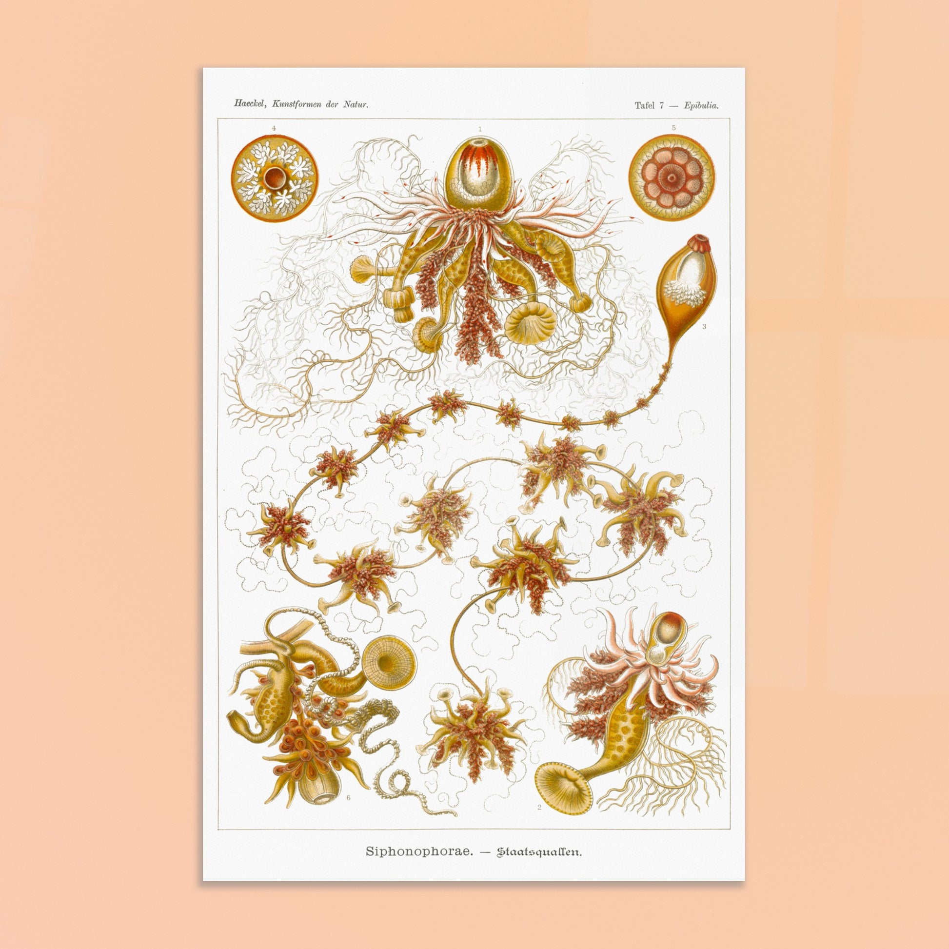Planche ancienne Siphonophores - Ernst Haeckel. Illustration scientifique du XIXe siècle de Siphonophores, montrant une colonie complexe de méduses flottantes avec différentes formes et structures, reliées entre elles. Image d'illustration 8