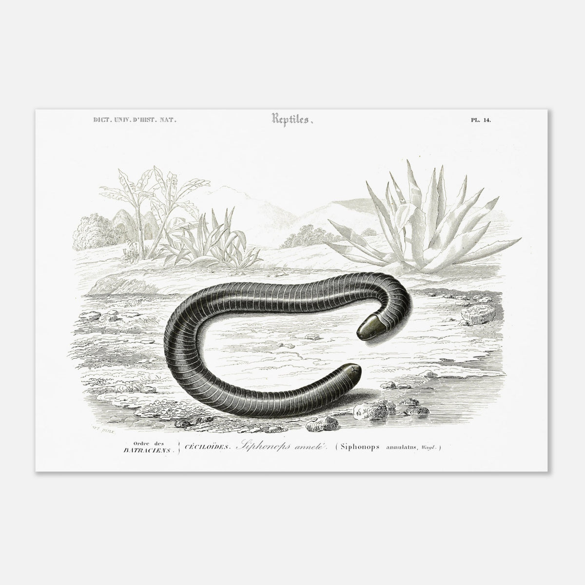 Ancient Naturalist Plate Ringed Siphonops - Charles d'Orbigny (29,7x42 cm (A3) / 11.7x16.5″). Scientific illustration plate from Charles d'Orbigny's Dictionnaire Universel d'Histoire Naturelle, showing a ringed caecilian and other gastropod mollusks.