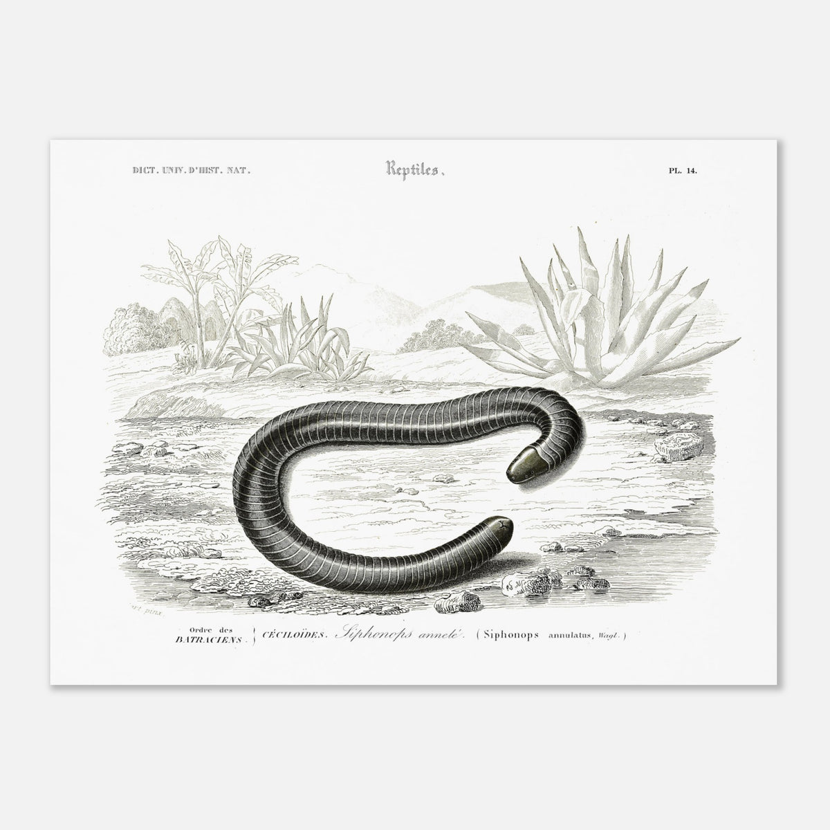 Ancient Naturalist Plate Ringed Siphonops - Charles d'Orbigny (30x40 cm / 12x16″). Scientific illustration plate from Charles d'Orbigny's Dictionnaire Universel d'Histoire Naturelle, showing a ringed caecilian and other gastropod mollusks.
