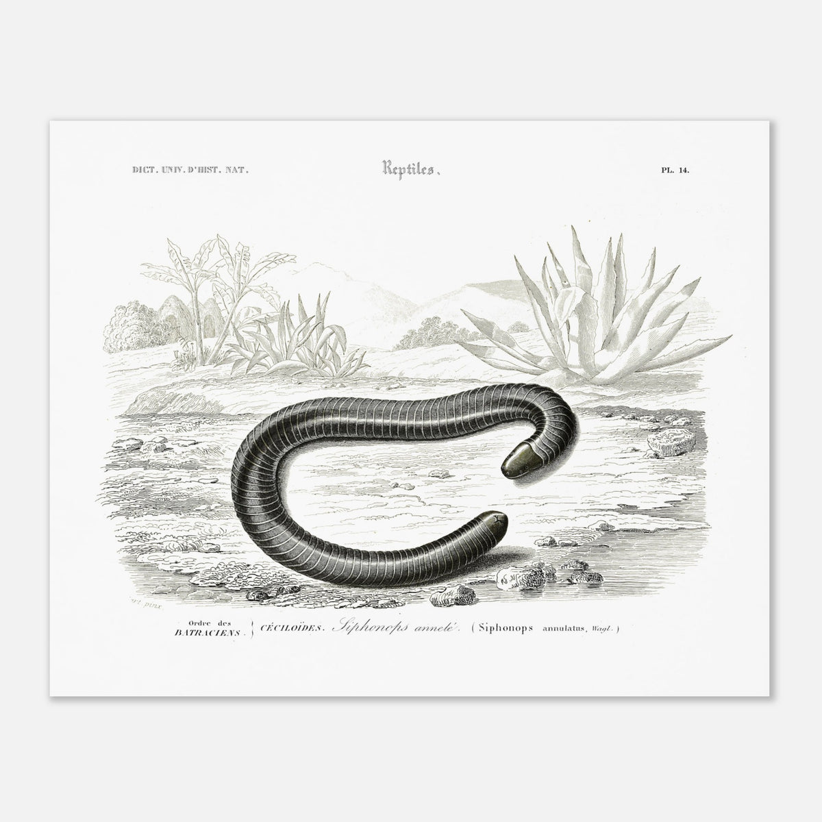 Ancient Naturalist Plate Ringed Siphonops - Charles d'Orbigny (40x50 cm / 16x20″). Scientific illustration plate from Charles d'Orbigny's Dictionnaire Universel d'Histoire Naturelle, showing a ringed caecilian and other gastropod mollusks.