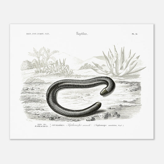 Planche naturaliste ancienne Siphonops annelé - Charles d'Orbigny (40x50 cm). Planche d'illustration scientifique du Dictionnaire Universel d'Histoire Naturelle de Charles d'Orbigny, montrant un Siphonops annelé et d'autres mollusques gastéropodes.