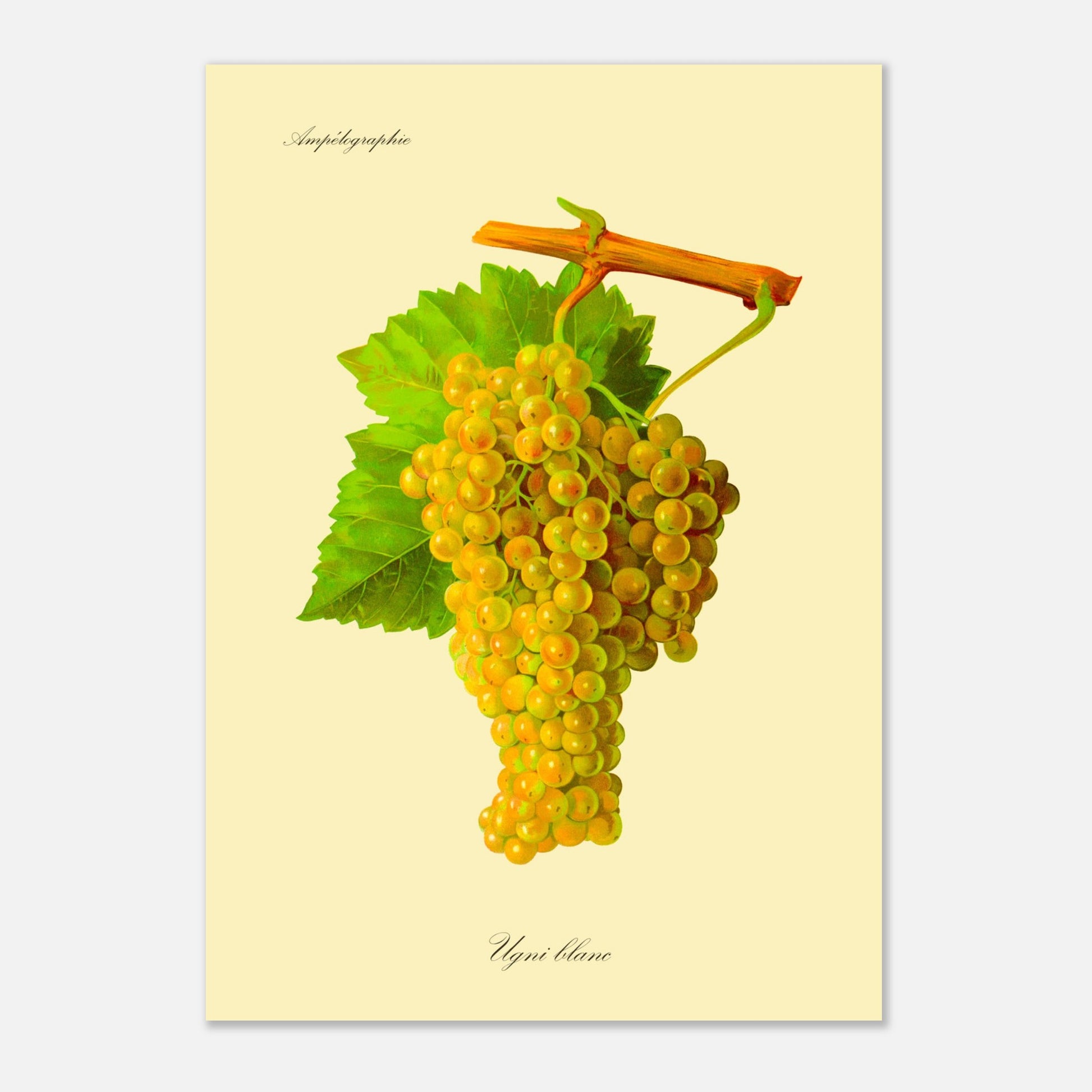Ugni blanc : Planche ampélographique ancienne (29,7x42 cm (A3)). Reproduction botanique d'une grappe de raisins blancs-jaunâtres appelée 'Ugni blanc', avec des feuilles vertes.