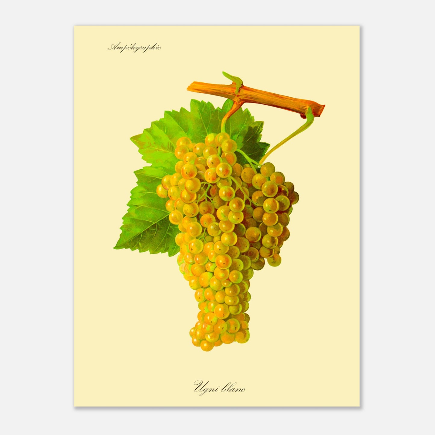 Ugni blanc : Planche ampélographique ancienne (30x40 cm). Reproduction botanique d'une grappe de raisins blancs-jaunâtres appelée 'Ugni blanc', avec des feuilles vertes.