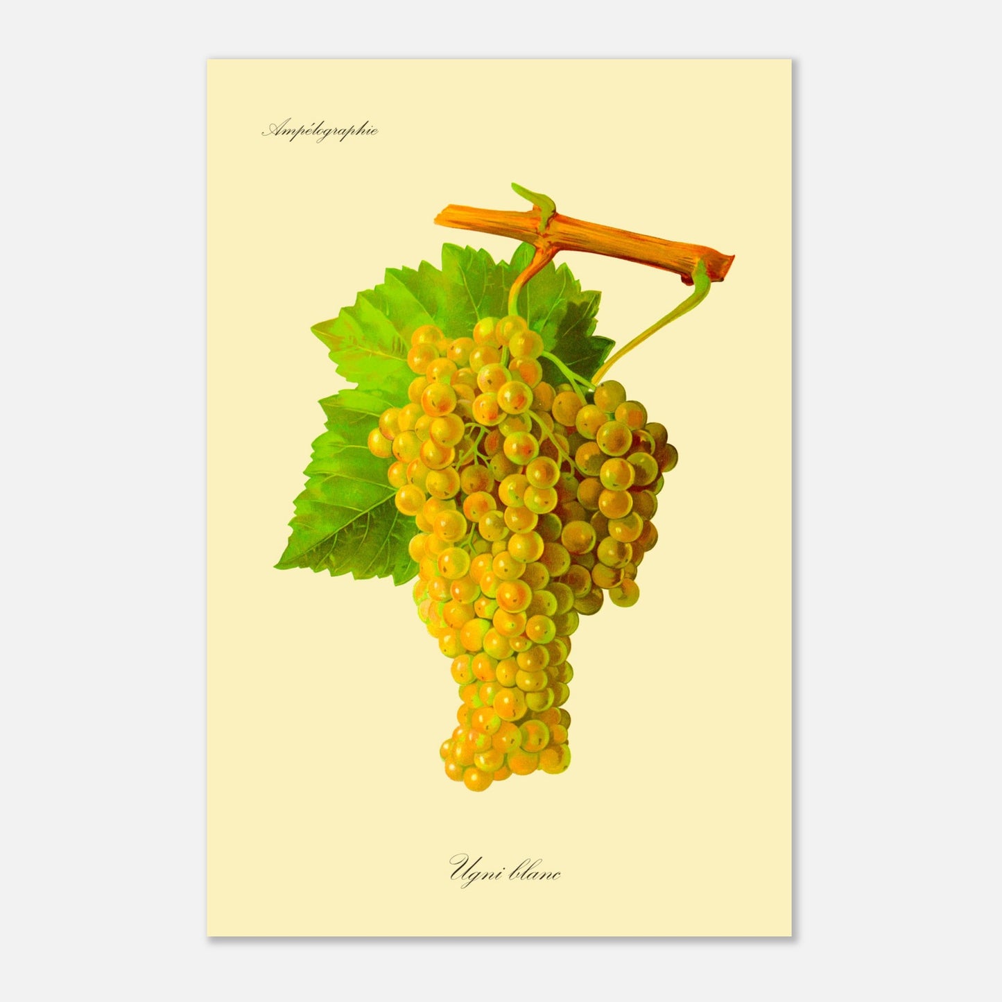 Ugni blanc : Planche ampélographique ancienne (40x60 cm). Reproduction botanique d'une grappe de raisins blancs-jaunâtres appelée 'Ugni blanc', avec des feuilles vertes.
