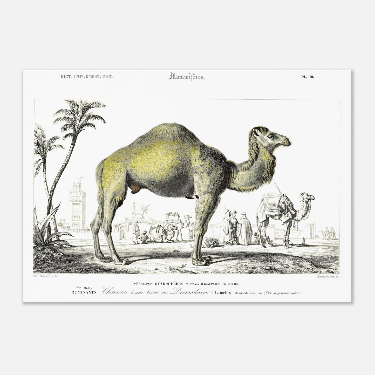 Planche animalière : Chameau à une bosse ou Dromadaire - d'Orbigny (42x59,4 cm (A2)). Illustration d'un chameau à une bosse, ou dromadaire, dans un paysage désertique avec des palmiers, des bâtiments et d'autres chameaux en arrière-plan.