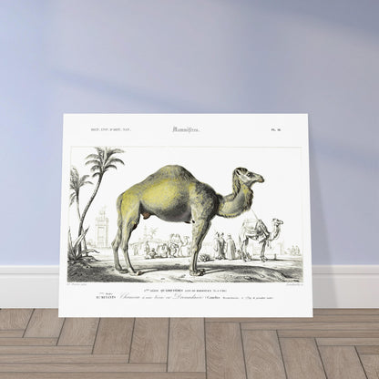 Planche animalière : Chameau à une bosse ou Dromadaire - d'Orbigny. Illustration d'un chameau à une bosse, ou dromadaire, dans un paysage désertique avec des palmiers, des bâtiments et d'autres chameaux en arrière-plan. Image d'illustration 5