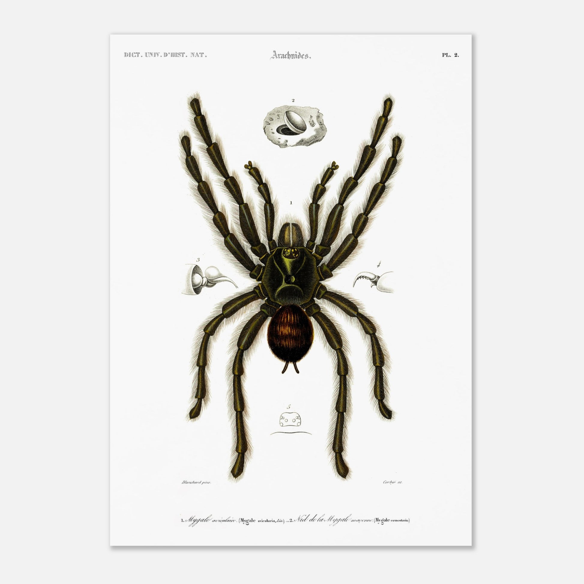 Planche d'arachnologie ancienne : Mygale aviculaire (29,7x42 cm (A3)). Planche d'arachnologie du XIXe siècle représentant une mygale aviculaire (Mygale avicularia), avec des détails anatomiques.