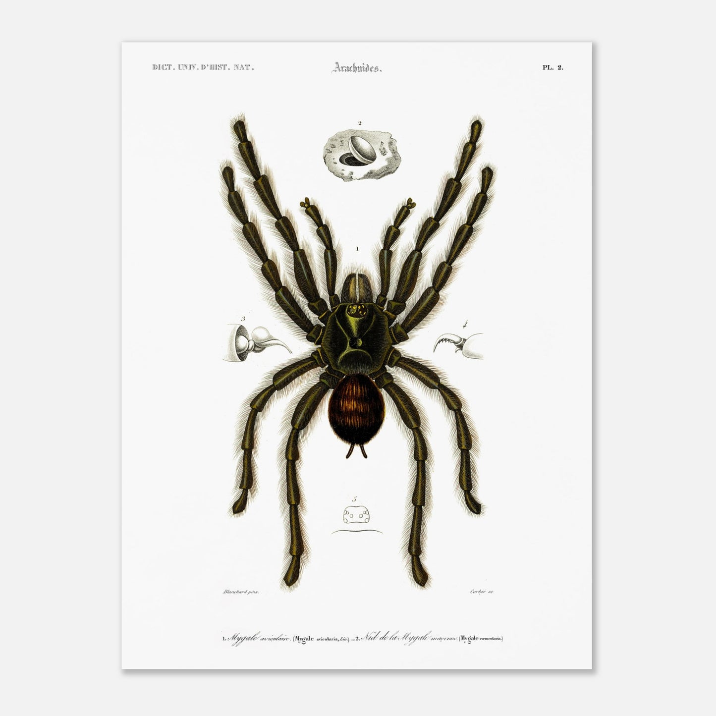Planche d'arachnologie ancienne : Mygale aviculaire (30x40 cm). Planche d'arachnologie du XIXe siècle représentant une mygale aviculaire (Mygale avicularia), avec des détails anatomiques.
