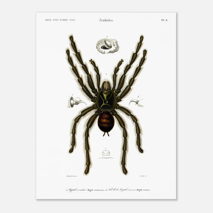 Planche d'arachnologie ancienne : Mygale aviculaire (30x40 cm). Planche d'arachnologie du XIXe siècle représentant une mygale aviculaire (Mygale avicularia), avec des détails anatomiques.