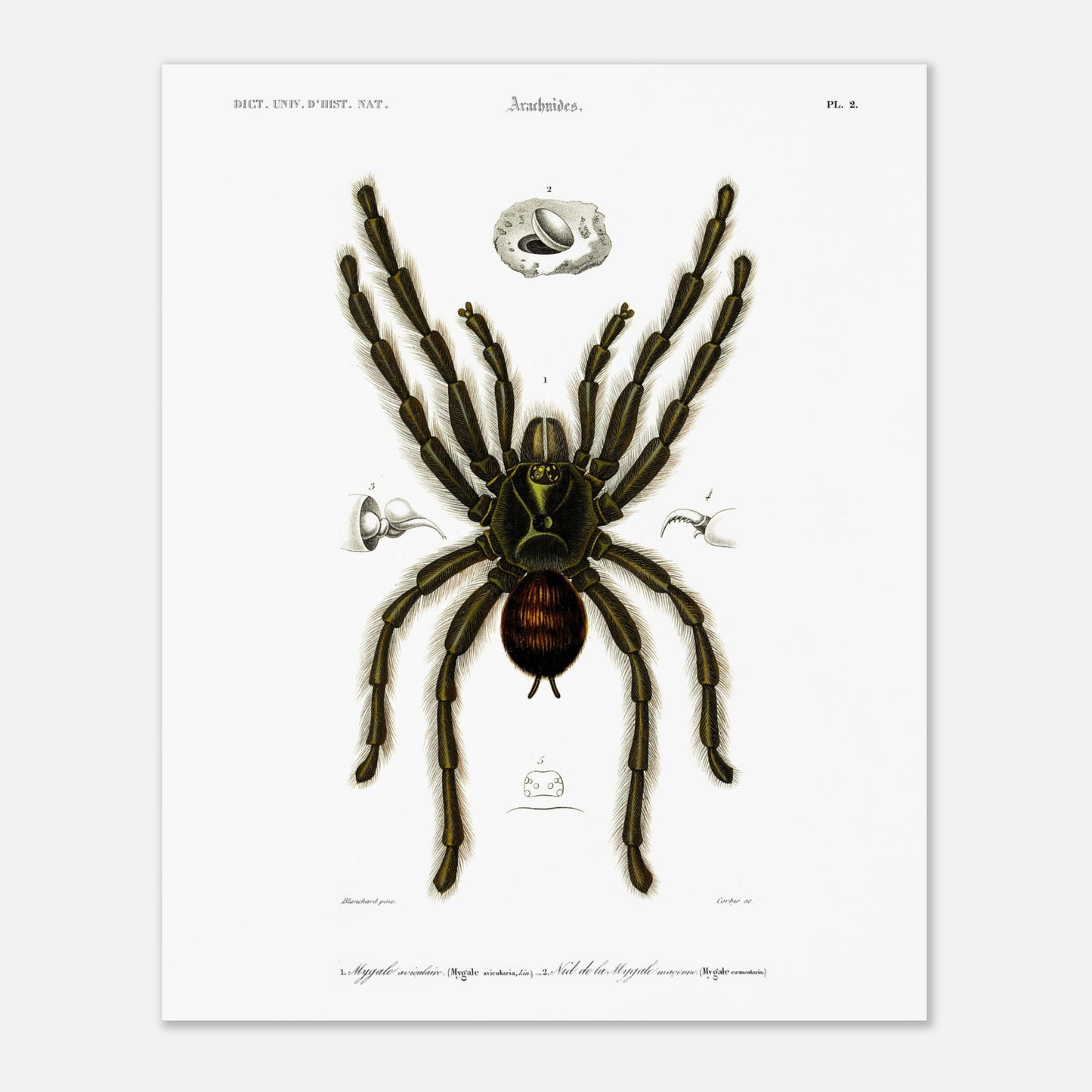 Planche d'arachnologie ancienne : Mygale aviculaire (40x50 cm). Planche d'arachnologie du XIXe siècle représentant une mygale aviculaire (Mygale avicularia), avec des détails anatomiques.
