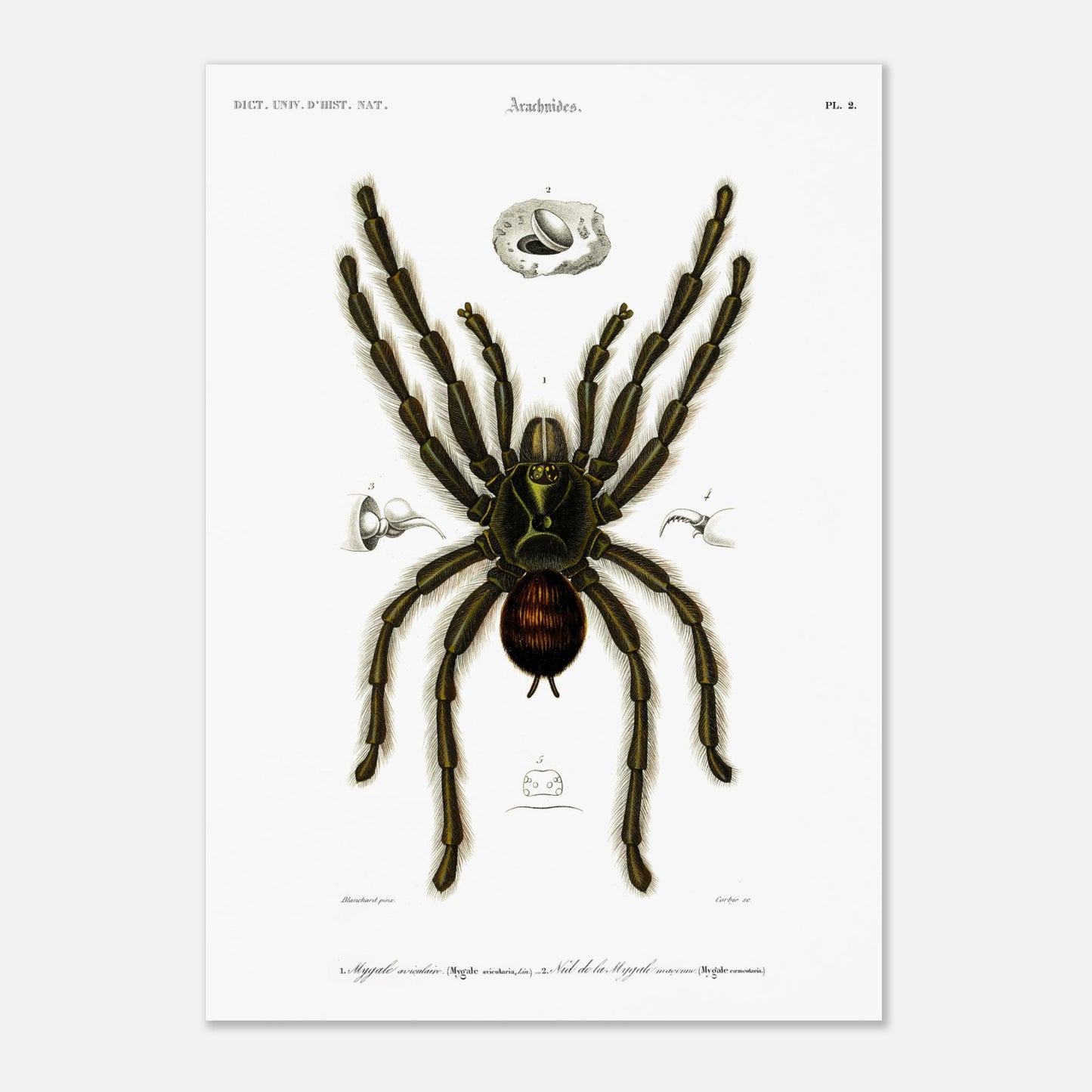 Planche d'arachnologie ancienne : Mygale aviculaire (42x59,4 cm (A2)). Planche d'arachnologie du XIXe siècle représentant une mygale aviculaire (Mygale avicularia), avec des détails anatomiques.