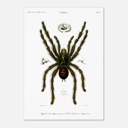 Planche d'arachnologie ancienne : Mygale aviculaire (42x59,4 cm (A2)). Planche d'arachnologie du XIXe siècle représentant une mygale aviculaire (Mygale avicularia), avec des détails anatomiques.