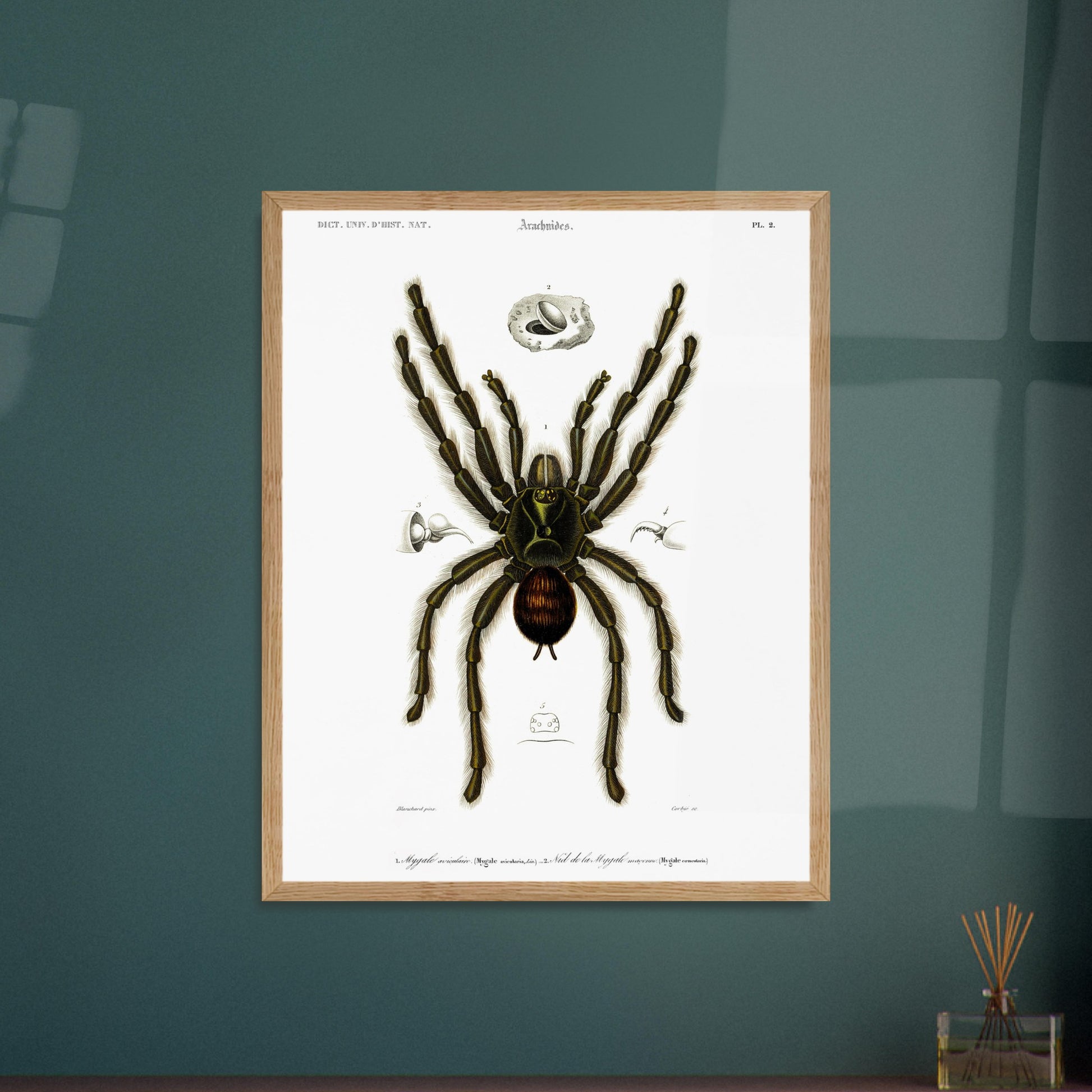 Planche d'arachnologie ancienne : Mygale aviculaire. Planche d'arachnologie du XIXe siècle représentant une mygale aviculaire (Mygale avicularia), avec des détails anatomiques. Image d'illustration 5
