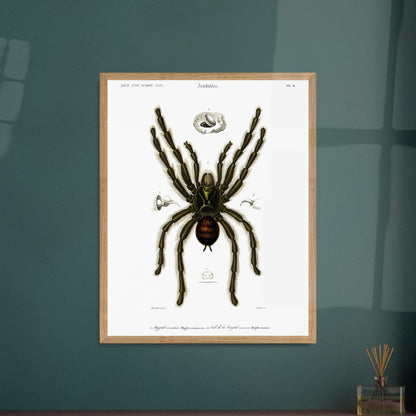 Planche d'arachnologie ancienne : Mygale aviculaire. Planche d'arachnologie du XIXe siècle représentant une mygale aviculaire (Mygale avicularia), avec des détails anatomiques. Image d'illustration 5