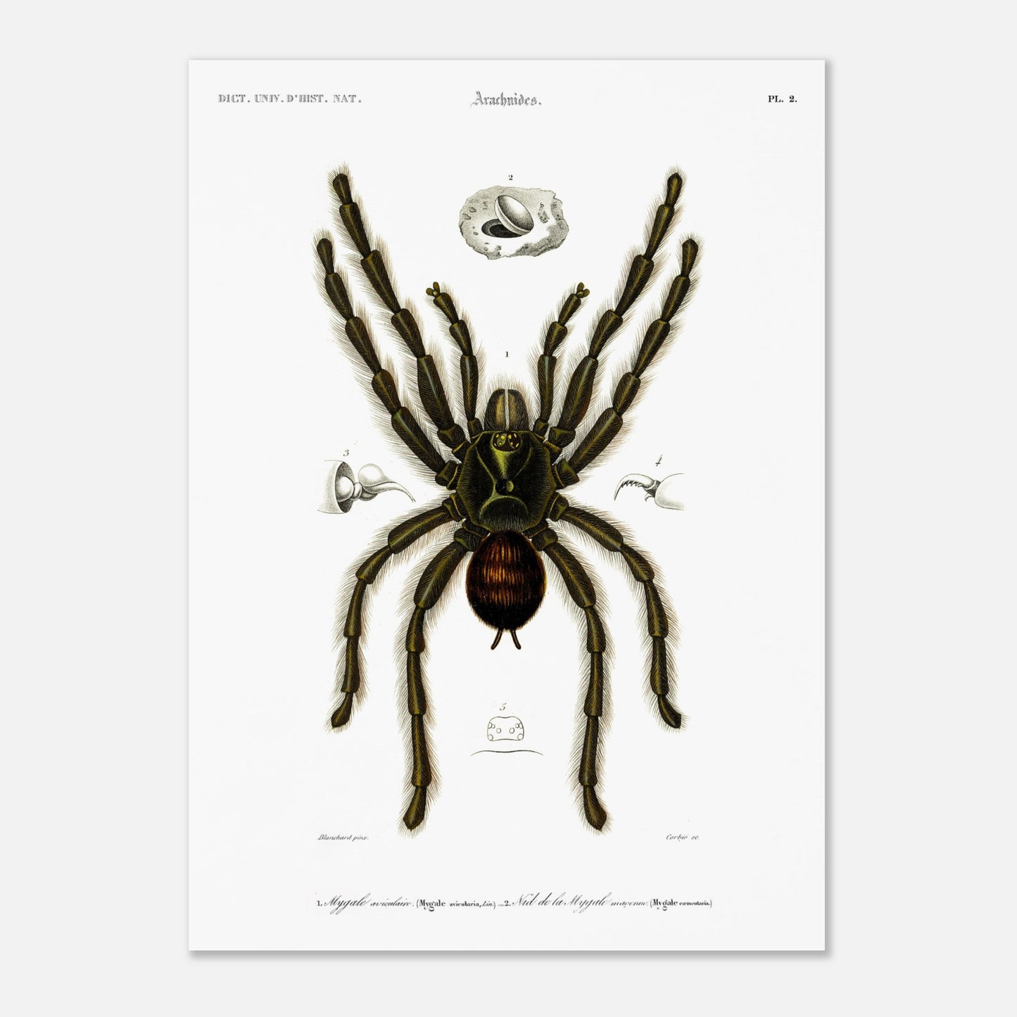 Planche d'arachnologie ancienne : Mygale aviculaire (50x70 cm). Planche d'arachnologie du XIXe siècle représentant une mygale aviculaire (Mygale avicularia), avec des détails anatomiques.