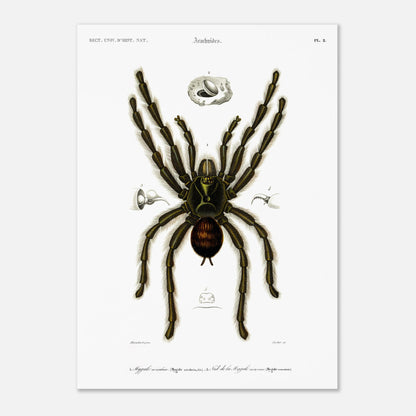 Planche d'arachnologie ancienne : Mygale aviculaire (50x70 cm). Planche d'arachnologie du XIXe siècle représentant une mygale aviculaire (Mygale avicularia), avec des détails anatomiques.